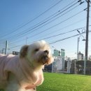 GPS 애견학교 이미지