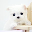 귀여운강아지 이미지