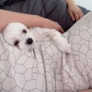 상면체육공원 앞(G350) | 반려견과 구미 가볼만한 곳