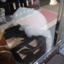 쥬쥬동물병원 이미지