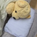 개나리세탁 | 내돈내산!!! 파마파미 "순면 베개커버" 사용후기