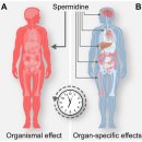 Re: '스퍼미딘' gut skin axis 건선 등 피부질환 치료 탐구!!! 2021 네이처!! 이미지