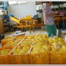 배동문농장 이미지