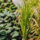 풍암생태야생태 이미지