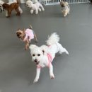 멍지중지 이미지