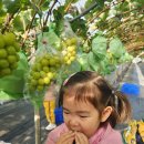 코코농원 이미지