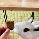 오주문구사