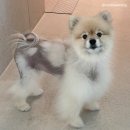 두카메디컬센터 | 두카리뷰 | 포메라니안 알로페시아 치료 일지_쿠키편