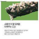 찹쌀부각추천 할매 찹쌀부각 내돈내산후기