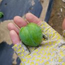 영이네농장 이미지