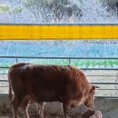 서산 팔봉산 목장 이미지