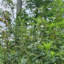 마가목민박 이미지