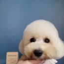 보보스퍼피