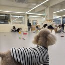 댕린이 보호구역 이미지