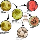 줄기세포 테마주(메디포스트, 파미셀, 에이치엘비, 홈캐스트) 이미지