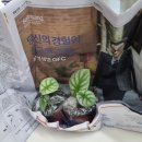 범수네농장 | 인터넷 식물 판매 언박싱 후기