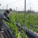 황진농장 이미지