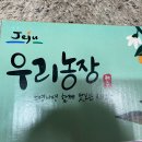 청년농수산 황금향 제주직배송귤 제주감귤황금향 선물용으로도 손색없어요 제주감귤 강력추천