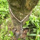 염소우리 이미지