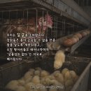 어미들 농장 네이버블로그