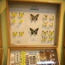 순천곤충박물관 이미지