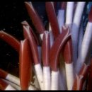 딥씨(Deepsea) 이미지