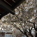 장안경로당 | 260405_화성행궁의 봄