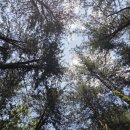 호명산 잣나무숲 캠핑장 후기🌲 | 백패킹 감성으로 다녀온 가평 숲속 캠핑장