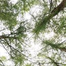 고산자연휴양림 이미지