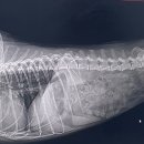 24시퍼스트동물의료센터 이미지