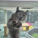 도도한 펫츠 이미지