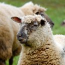 연수목장 이미지