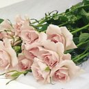 RoseDay 이미지