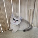 냥만스럽개 이미지