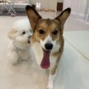 오늘도 해맑개 이미지