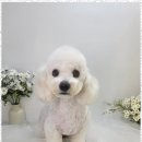 더웃개 이미지
