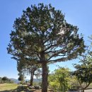 명석농협 앞 이미지