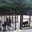 하나켄넬 이미지