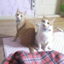 미랑미랑 이미지