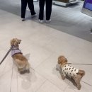 신도메디칼 | 파주 스타필드 운정ㅣ반려견과 실내 갈만한곳 추천, 펫라운지와 입점 브랜드 총정리