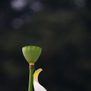 송연