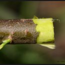 버들피리 이미지