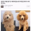 댕댕이미용 이미지