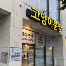 부산 고양이 분양 제나켓 사상점(2026년4월25일 아깽이 우유 데리고 온 날)