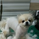 육호애견