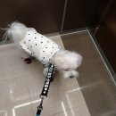 이쁜강아지 - 부평구 경인로1104번길 31 | 아트 강아지인식표 목걸이 + 산책 메시지 중간리드줄 : 이쁜 강아지목걸이 & 야광 메시지 리드줄 후기