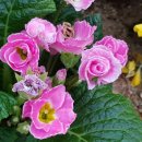 바우바우 이미지