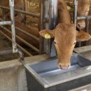 계림축산 이미지