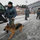 stadium of dogs 이미지