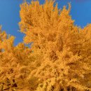 1995년(30년전) 호주여행시 가이드의 대답~~~~ 이미지